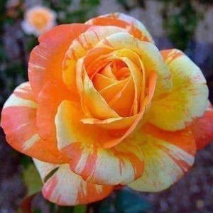 Meet your Posher, Dorothy